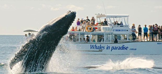Whales-In-Paradise-Surfers-Paradise-Gold-Coast-Whale-Watching